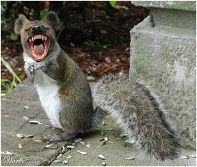 Rabid squirrel