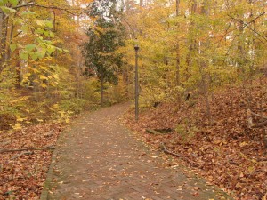 The trail in the fall reveals a tunnel of yellows, reds and oranges.