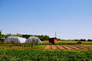 This is what the greenhouses look like from a distance.  