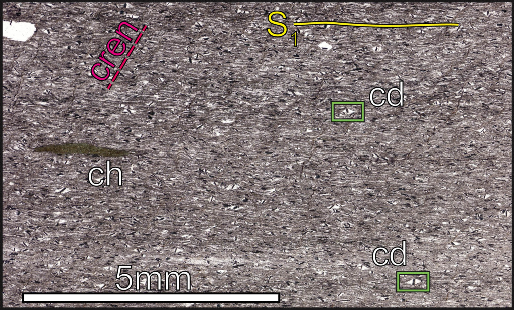 Thin section view of chloritoid (cd)-bearing phyllite.  The sample also contains chlorite (ch), the main foliation is S1 and is cut by a crenulated cleavage (cren).