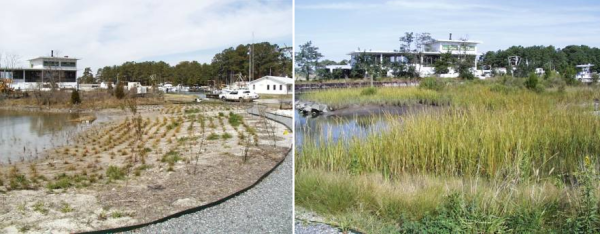 The just-planted teaching marsh and its growth one year later.