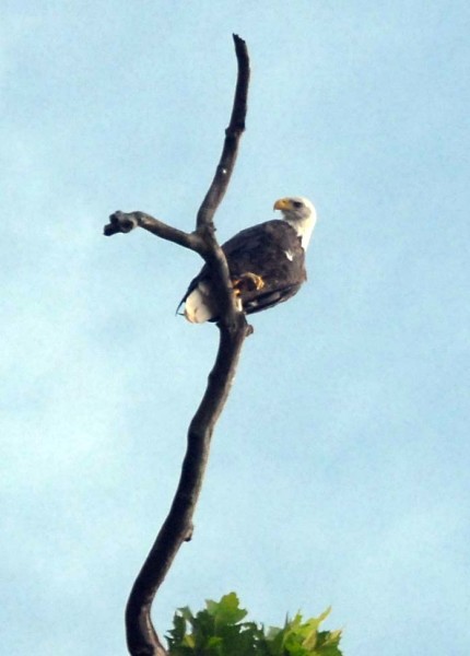 Bald Eagle perched high above the river (photo by Scott Harris).