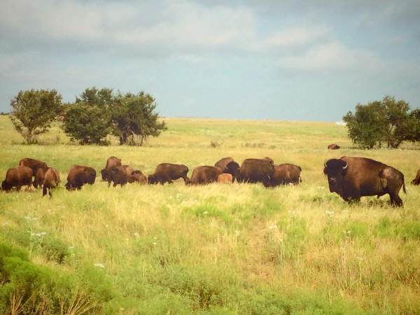 Wild bison roam the plains at the Wichita Wildlife Refuge in Oklahoma.