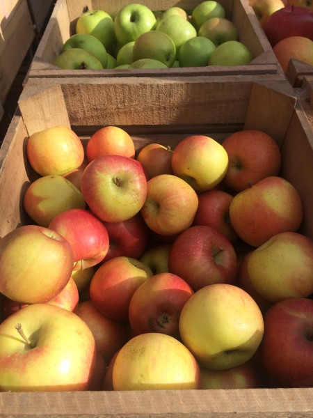Fresh apples at the Dupont farmers market
