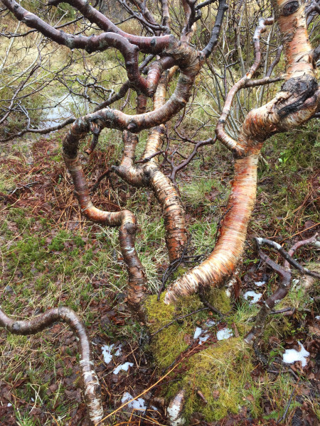 Twisted birch trees in a troll forest.