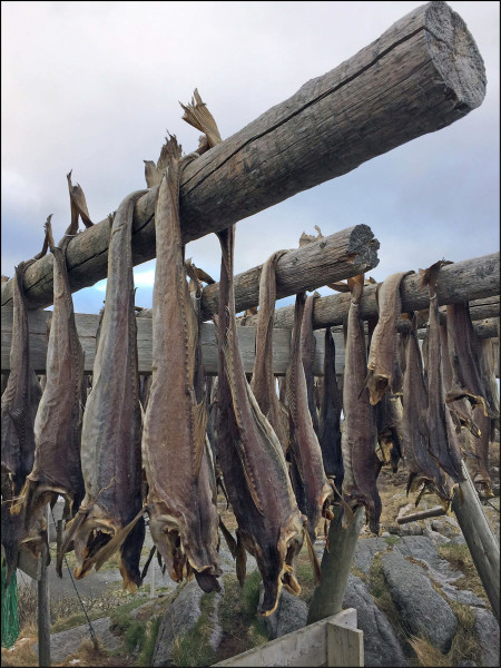 Cod drying on hjell