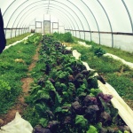 . Here you can see a row of Swiss Chard and two rows of Carrots on each side of the Chard.