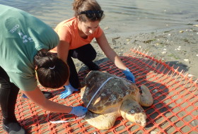Bianca researching Turtle mortality in Chesapeake Bay