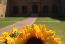 A sunflower in front of the Wren Building