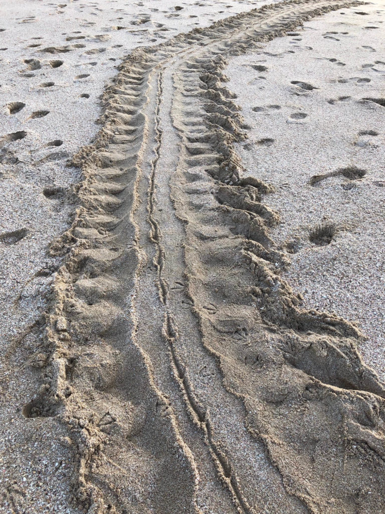 Turtle tracks on the beach at Ras al Jinz.