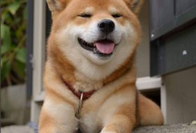 Shiba Inu dog that appears to be smiling