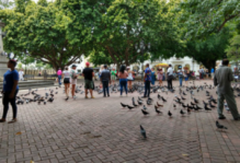 brick paved area with many people milling about, pigeons and shady trees
