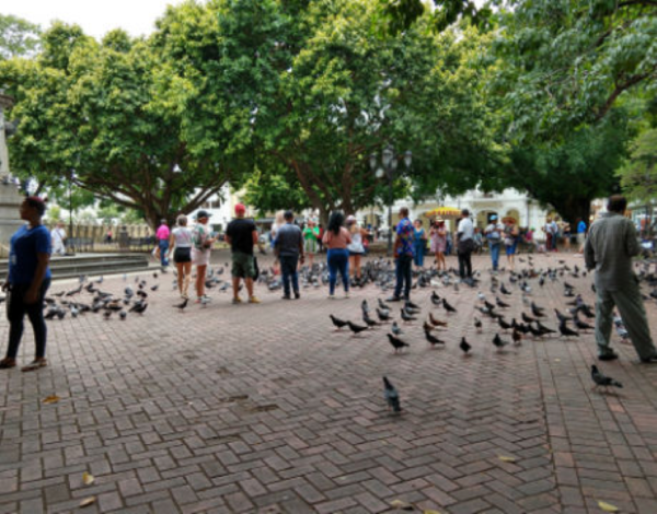 brick paved area with many people milling about, pigeons and shady trees