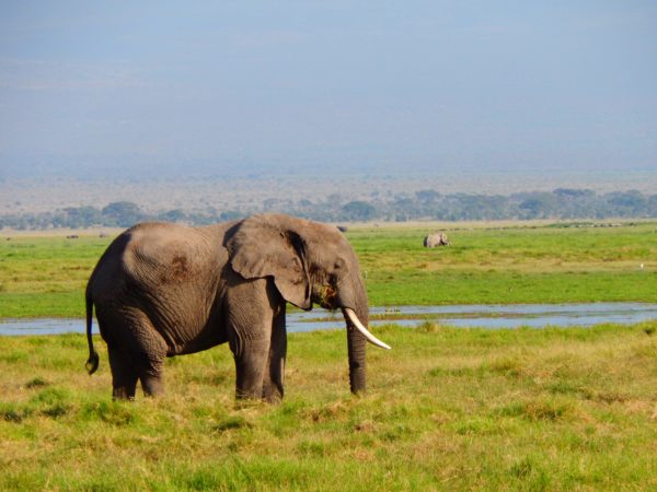 Elephant standing in the grasses