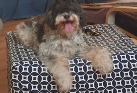 long-haired dog on a bed