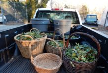 back of a Facilities Management pickup with woven baskets of trimmed holly leaves and berries