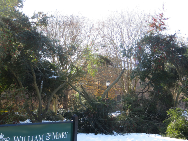 Old William & Mary wooden sign surrounded by snow and Yaupon trees crashed down towards the ground