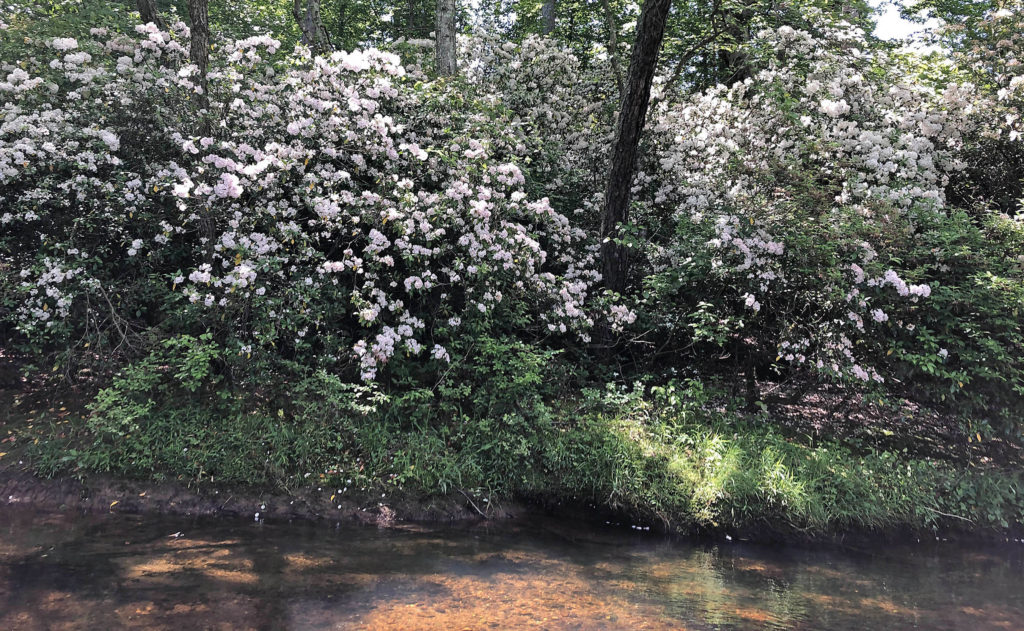 Photo of the riverbank along the North Anna River with a blooming thicket of mountain laurel.