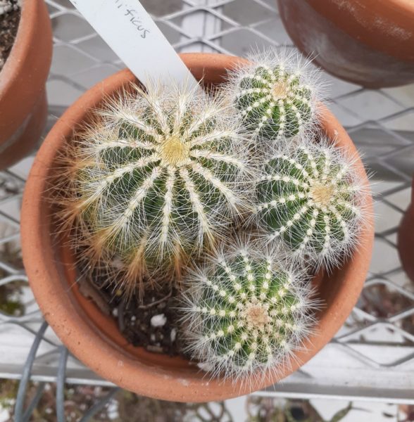 Cluster of four needle-covered spherical cacti in a pot. 