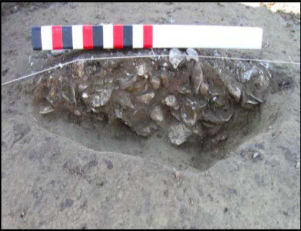 Collection of grey oysters in the ground with a measuring stick for scale.