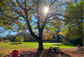 Image of the area between Sadler Center and the Sunken Gardens. The sun peaking through the tree. Lots of green grass and red leaves covering it.