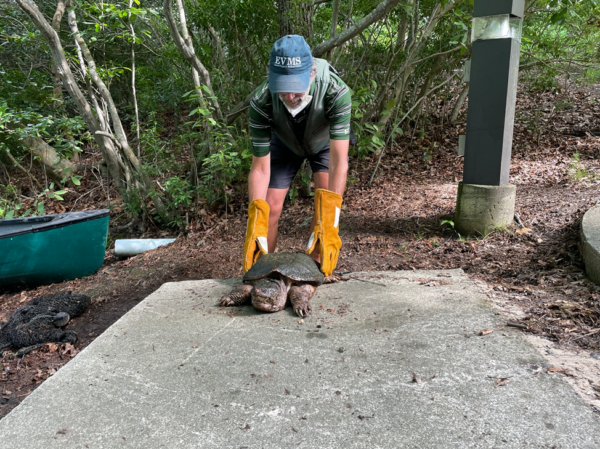 Professor Chambers uses gloves to pick up a large snapping turtle.