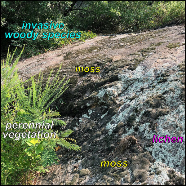 surface covering on the outcrop in 2021