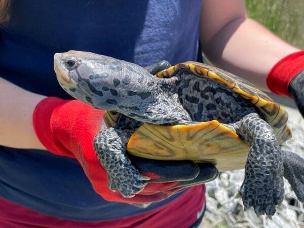 A student holds a diamondback terrapin with one hand, at a tidal creek.