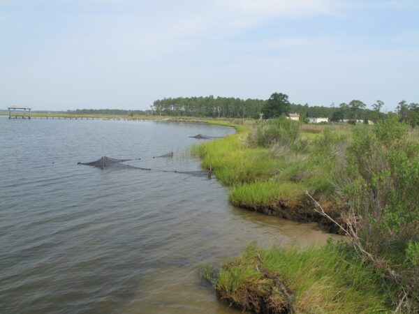A photo showing an eroding marsh shoreline.