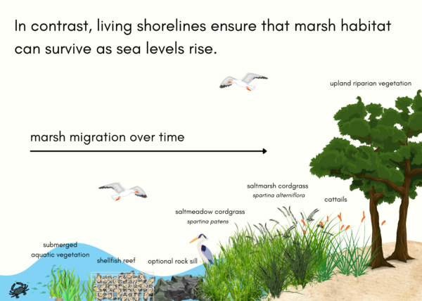 A graphic depicting a typical living shoreline: upland vegetation, marsh grasses, a rock sill, an oyster reef and underwater seagrasses.