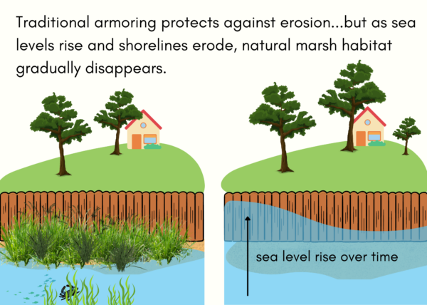 A graphic with two panels showing a house on a hill with an armored shoreline. The first panel shows a healthy marsh. In the second panel, water levels have risen and the marsh has disappeared.