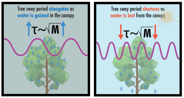 A graphic demonstrating how tree sway period changes as water is gained and lost in the tree canopy.