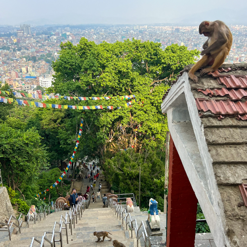 View down a long stone staircase with monkeys and statues on them, surrounded by trees with a vast city sprawling in the background