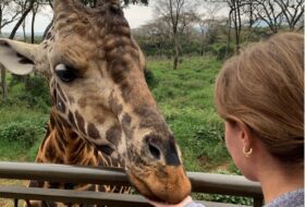A person hand-feeding a calm giraffe over a fence
