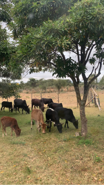 Cows grazing under trees